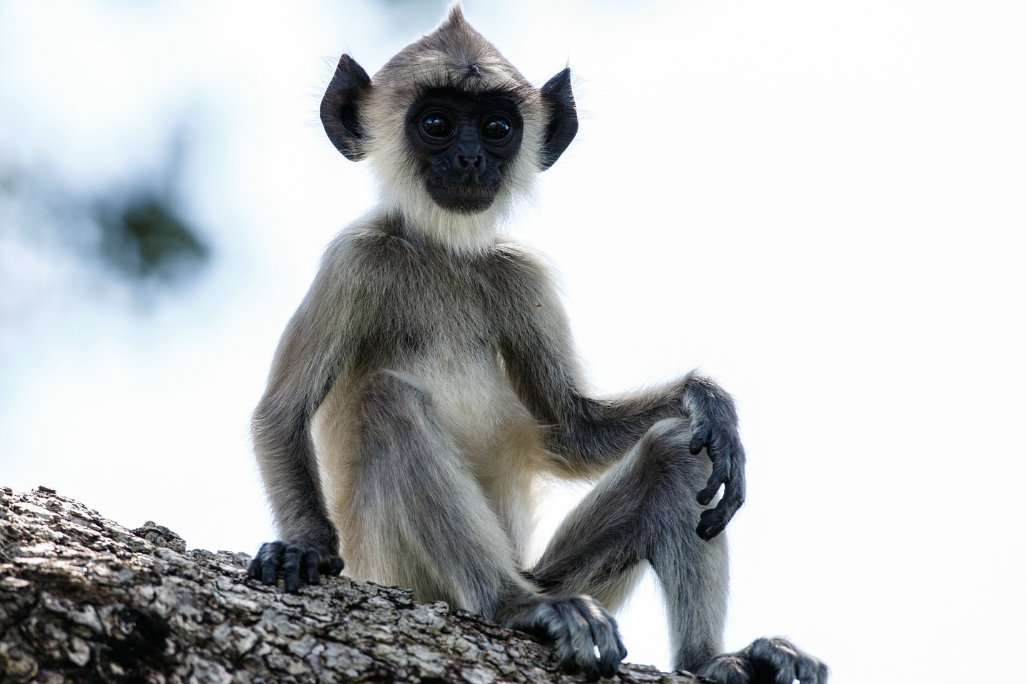Südlicher Hanuman-Langur